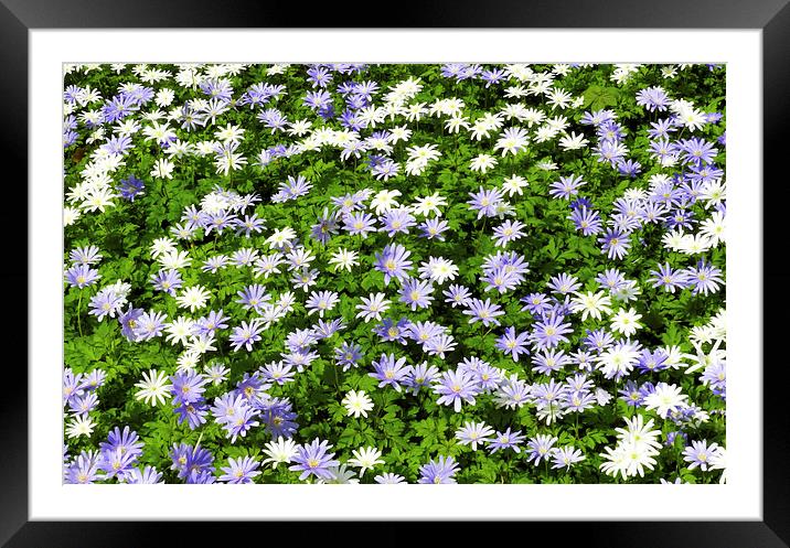 Blue and white daisies Framed Mounted Print by Susan Sanger