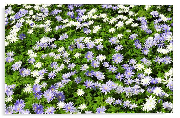 Blue and white daisies Acrylic by Susan Sanger