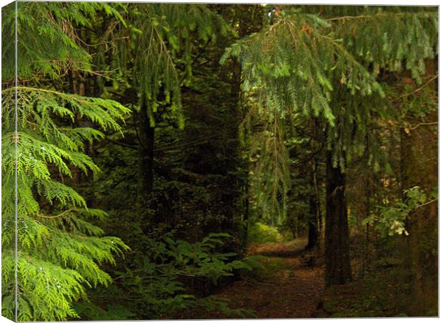 Deepes in the woods Canvas Print by Luis Lajas