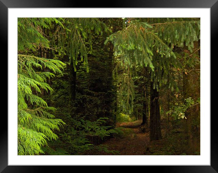 Deepes in the woods Framed Mounted Print by Luis Lajas
