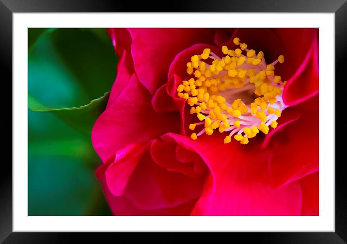 Close up of a red flower Framed Mounted Print by Susan Sanger