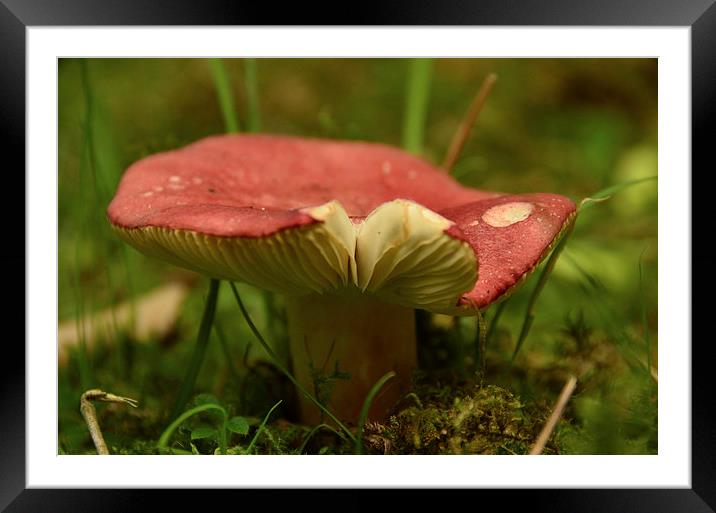 Toadstool Split Framed Mounted Print by Pete White