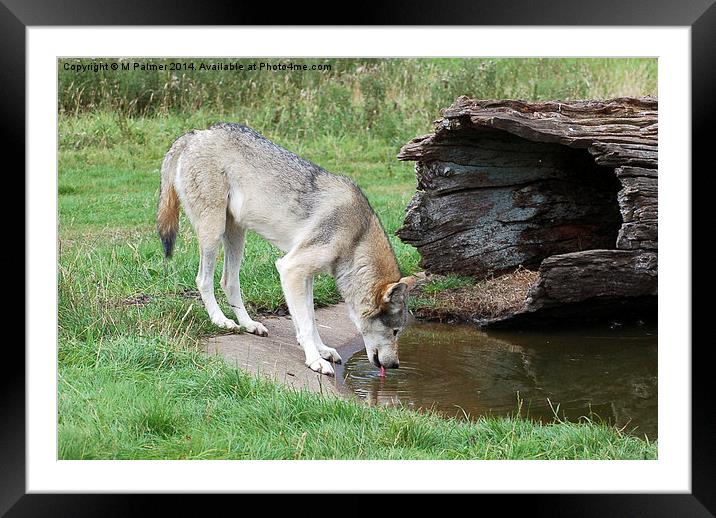 Thirsty Work Framed Mounted Print by M Palmer