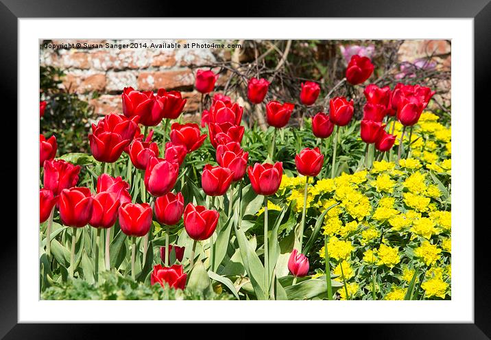 Red Tulips Framed Mounted Print by Susan Sanger