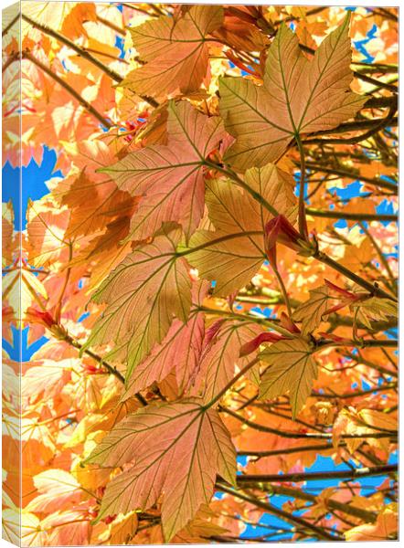 Colourful leaves against blue sky Canvas Print by Susan Sanger