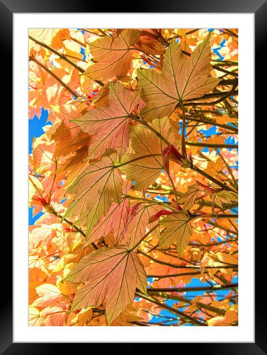 Colourful leaves against blue sky Framed Mounted Print by Susan Sanger