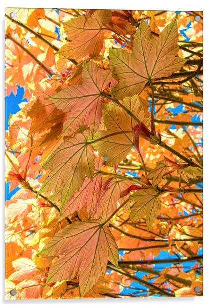 Colourful leaves against blue sky Acrylic by Susan Sanger