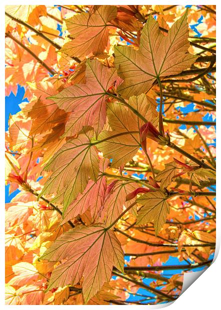 Colourful leaves against blue sky Print by Susan Sanger