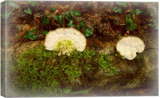 White Bracket Fungi. Canvas Print by Heather Goodwin