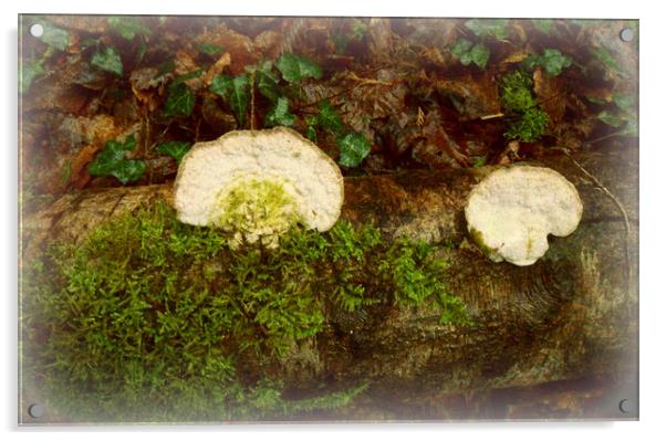 White Bracket Fungi. Acrylic by Heather Goodwin