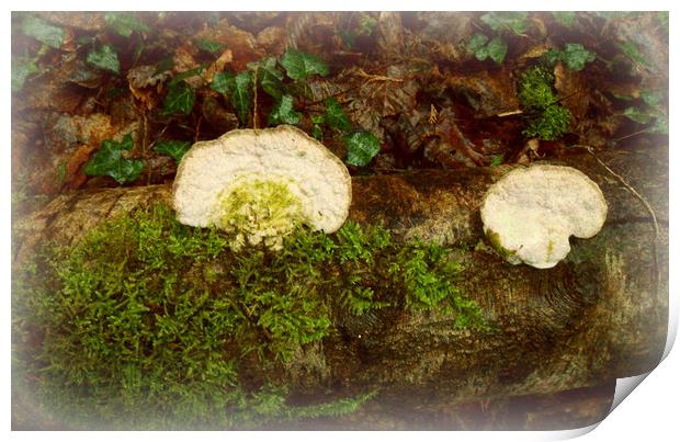 White Bracket Fungi. Print by Heather Goodwin