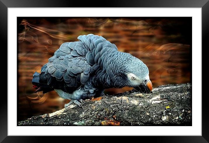 African Grey Parrot Framed Mounted Print by Lady Debra Bowers L.R.P.S