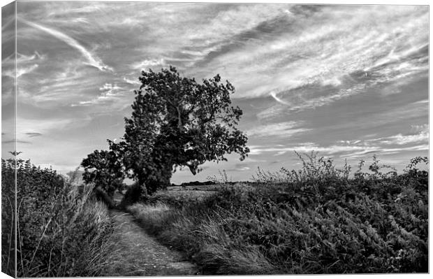 Country Lane in Mono Canvas Print by Darren Galpin