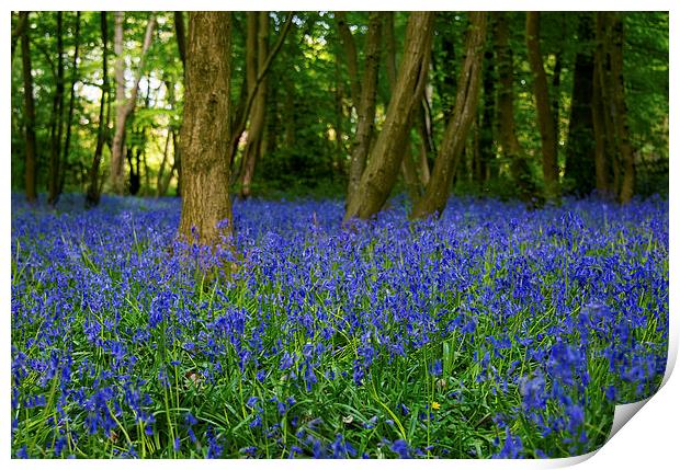 Bluebell Forest Print by Susan Sanger