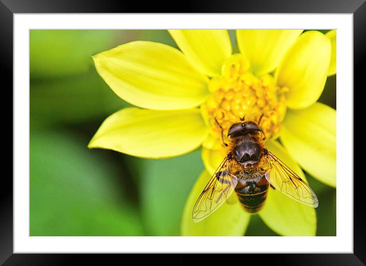 Bee on Yelllow Dhalia Flower Framed Mounted Print by Susan Sanger