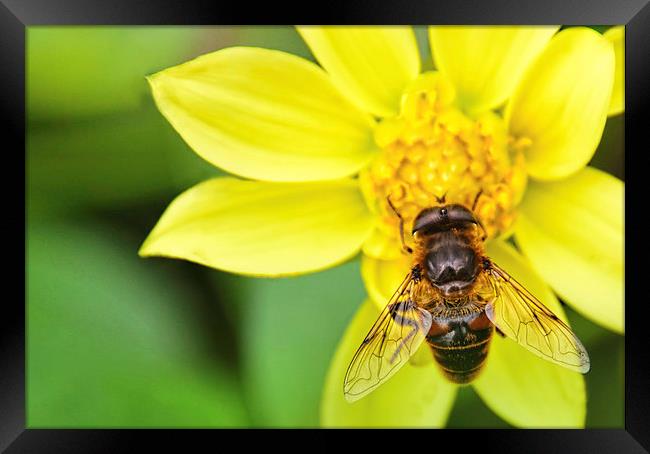 Bee on Yelllow Dhalia Flower Framed Print by Susan Sanger
