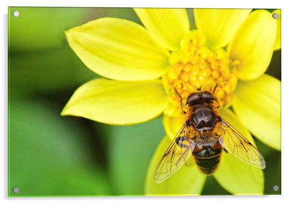 Bee on Yelllow Dhalia Flower Acrylic by Susan Sanger