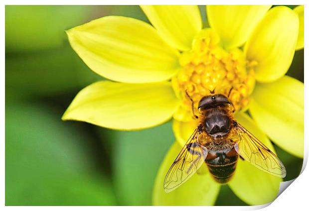Bee on Yelllow Dhalia Flower Print by Susan Sanger