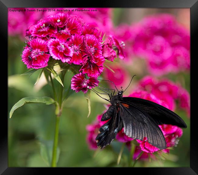 Black butterfly on pink flowers Framed Print by Susan Sanger