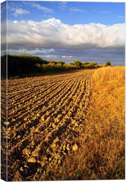 Ploughed Field Canvas Print by Darren Galpin