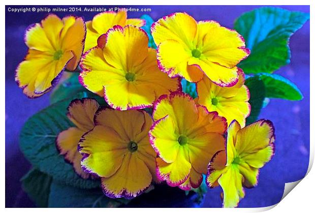 Yellow Garden Primrose Print by philip milner