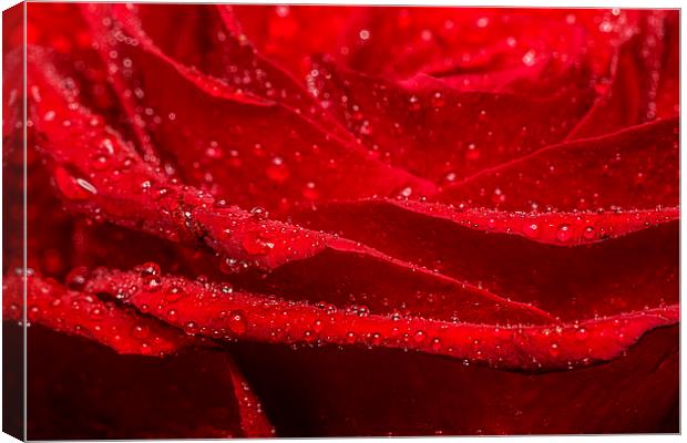 Red Rose Canvas Print by Sam Smith