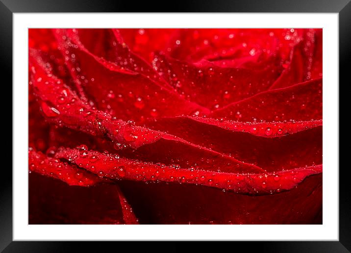 Red Rose Framed Mounted Print by Sam Smith