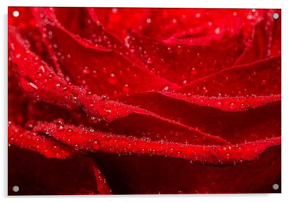 Red Rose Acrylic by Sam Smith