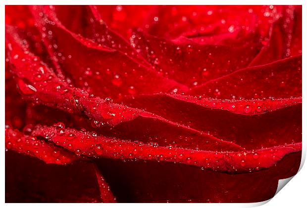 Red Rose Print by Sam Smith