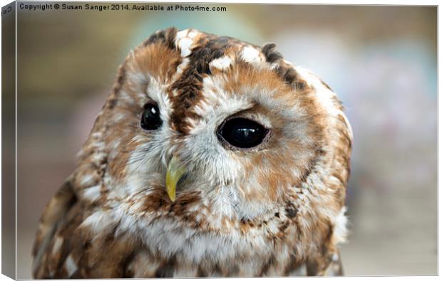 Close up of owl Canvas Print by Susan Sanger