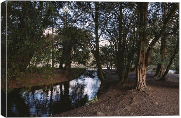 Weir in woodland. Canvas Print by Liam Grant