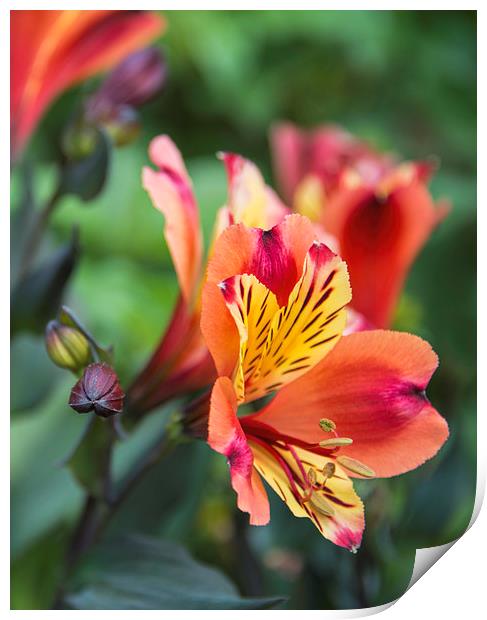 Dwarf Lily Print by Susan Sanger