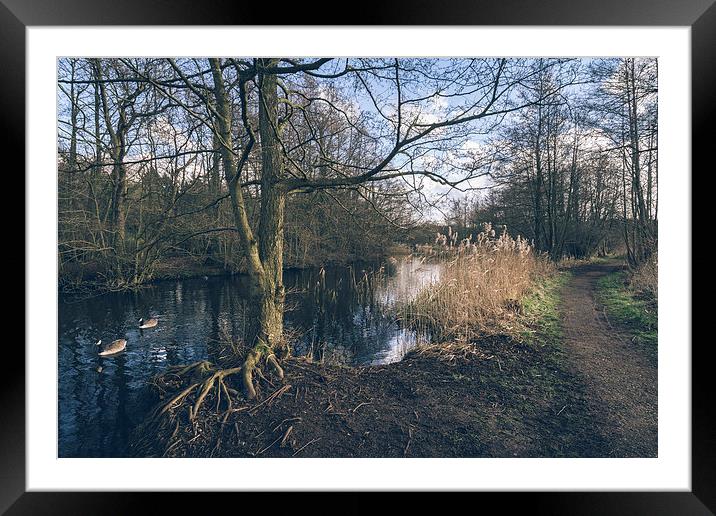 Geese and lakeside path. Framed Mounted Print by Liam Grant
