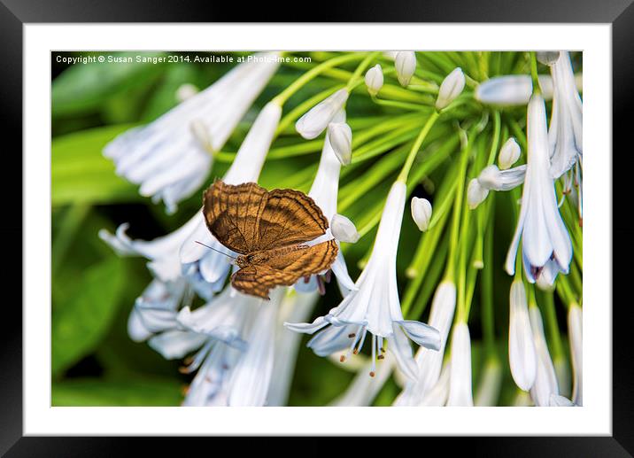 Brown butterfly on light blue flower heads Framed Mounted Print by Susan Sanger