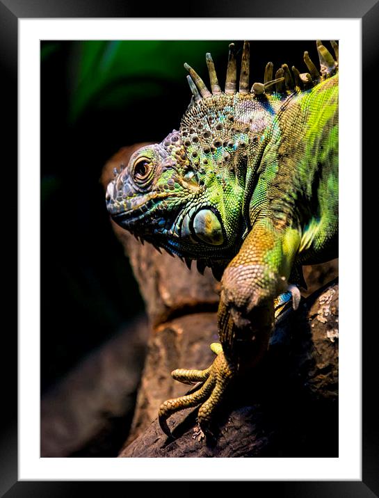 Dragon Reptile Lizard Framed Mounted Print by Susan Sanger