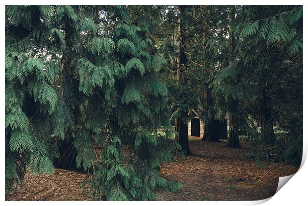Wooden hut in woodland. Print by Liam Grant