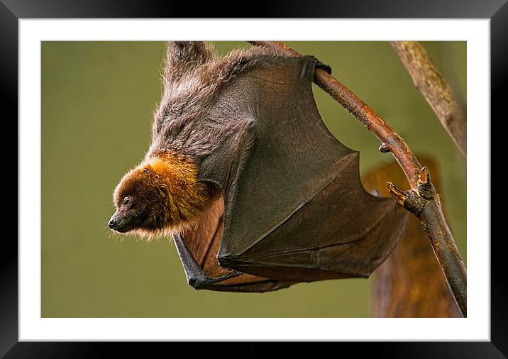 Bat Framed Mounted Print by Susan Sanger