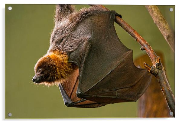 Bat Acrylic by Susan Sanger