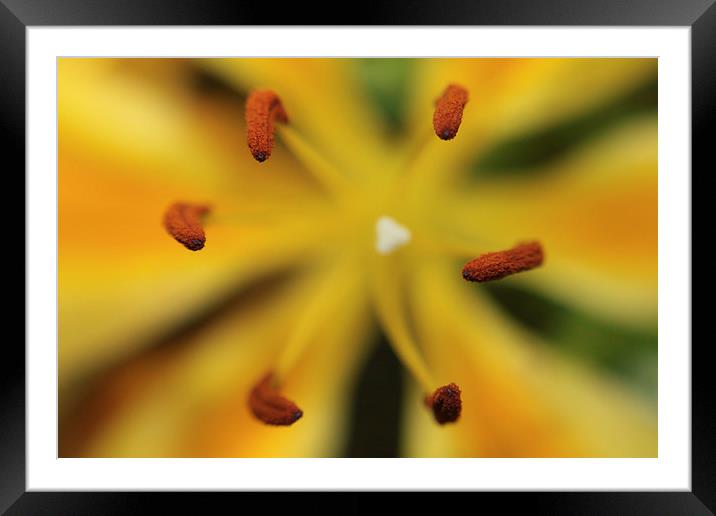 Tiger Lily Framed Mounted Print by Sean Wareing