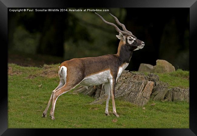 Blackbuck Framed Print by Paul Scoullar