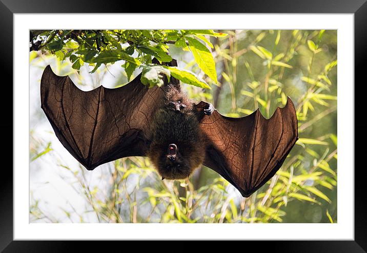 Male bat hanging upside down wings open Framed Mounted Print by Susan Sanger