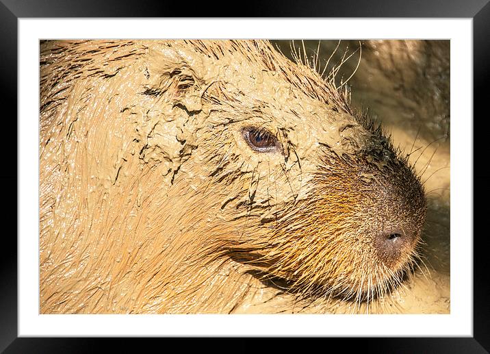 Muddy Capybara Framed Mounted Print by Susan Sanger