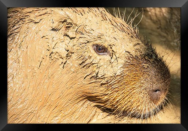 Muddy Capybara Framed Print by Susan Sanger