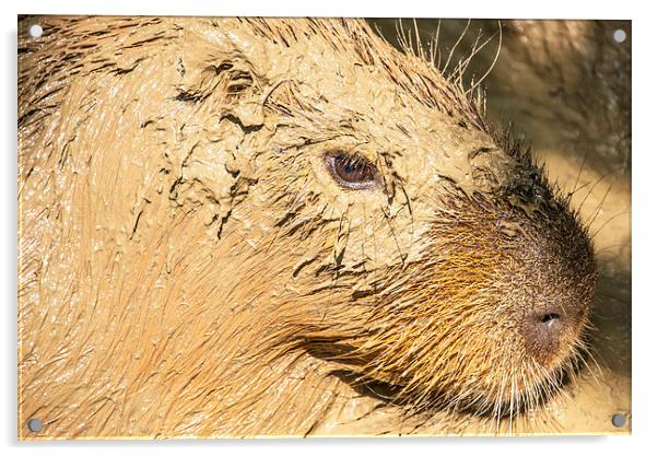 Muddy Capybara Acrylic by Susan Sanger