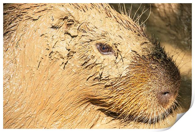 Muddy Capybara Print by Susan Sanger