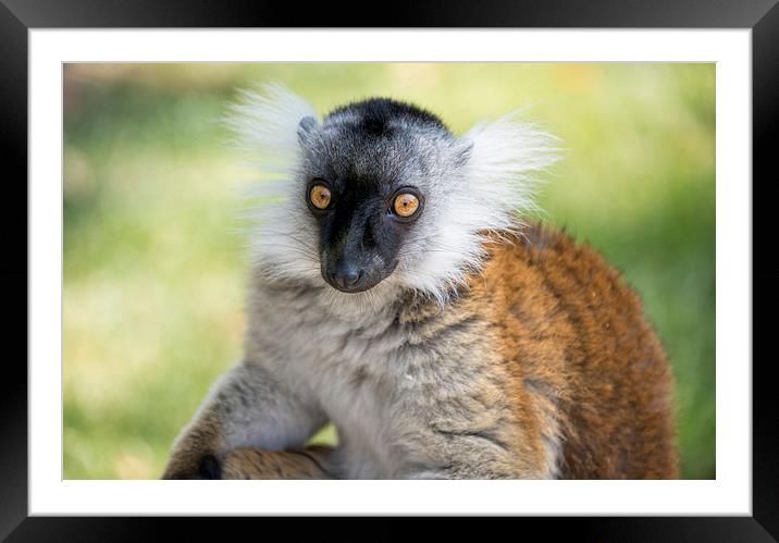 close up of Ruffed Lemur Framed Mounted Print by Susan Sanger