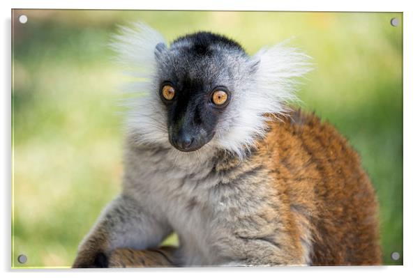close up of Ruffed Lemur Acrylic by Susan Sanger