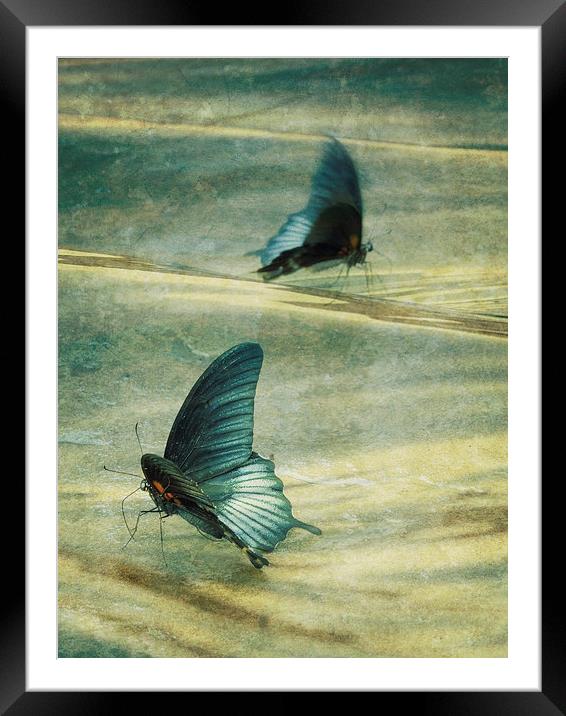 dance of the butterflies Framed Mounted Print by Heather Newton