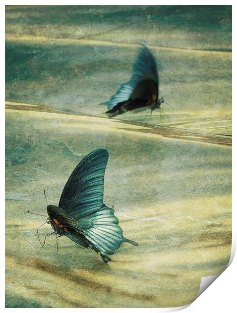 dance of the butterflies Print by Heather Newton