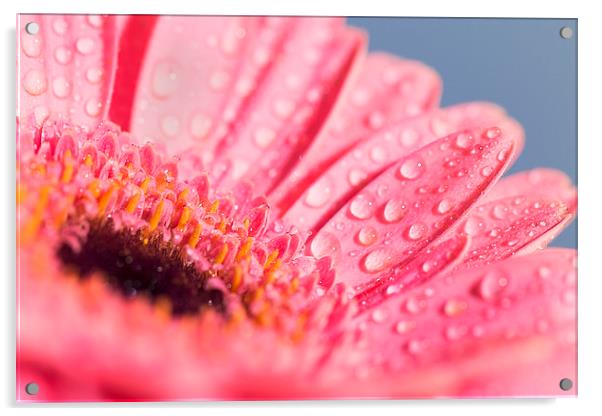 Water covered Pink Gerbera Acrylic by Adam Payne